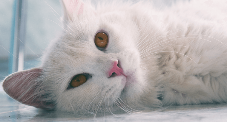 Cozy and Compact Apartment for Rent