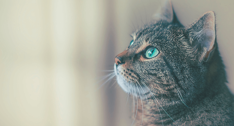 Premium Audi Q5 SUV for Sale Luxury, Performance & Comfort!