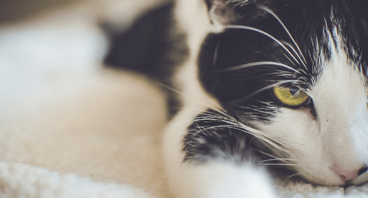 Brand New iPhone 16 Pro for Sale Unlocked and 100 percent orignal