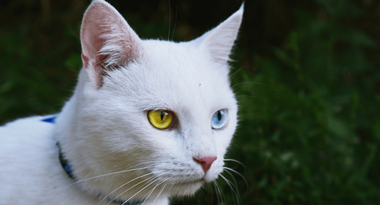 Audi A4  Luxury Performance & Innovation in One