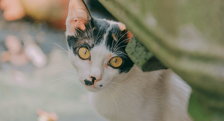 Audi A4  Luxury Performance & Innovation in One